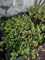 24x astilbe, Tuin en Terras, Ophalen, Vaste plant