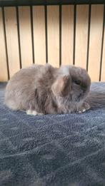 Minilop ram, Dieren en Toebehoren, Konijnen, Mannelijk, Dwerg