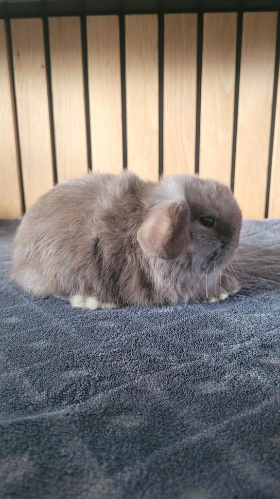 Minilop ram, Dieren en Toebehoren, Konijnen, Dwerg, Mannelijk