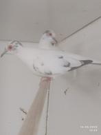 Mooi koppel bonte diamant duiven, Meerdere dieren, Tropenvogel, Geringd