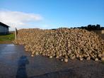 Voederbieten Feedbeet KWS, Ophalen, Vee
