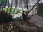glansfazant hen, Dieren en Toebehoren, Pluimvee, Vrouwelijk, Overige soorten