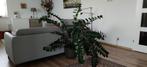 kamerplant zz, Huis en Inrichting, Kamerplanten, 100 tot 150 cm, Halfschaduw, Ophalen