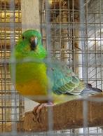 Roodrugparkieten, Dieren en Toebehoren, Meerdere dieren, Parkiet, Geringd