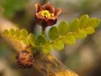 Caudex Operculicarya Decaryi uit Zuid Madagaskar. Potmaat 25, Huis en Inrichting, Kamerplanten, Overige soorten, Minder dan 100 cm