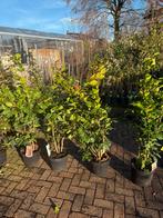 Camelia’s dr king grote struik 120 goed vertakt vol knop, Ophalen, Overige soorten, Halfschaduw