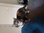 Kittens vrouwtje €150, Dieren en Toebehoren, Katten en Kittens | Overige Katten, Poes
