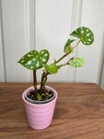 Begonia jieuwhoei stekjes, Huis en Inrichting, Kamerplanten, Ophalen, Overige soorten, Halfschaduw, Minder dan 100 cm