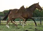Hengstveulen van One Million x Wynton te koop, Minder dan 160 cm, Niet van toepassing, Dressuurpaard, 0 tot 2 jaar