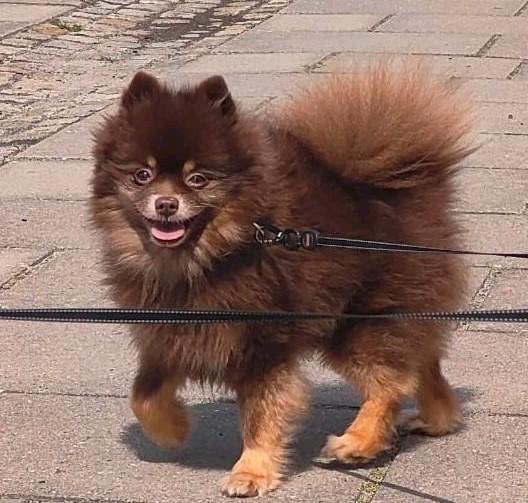 Mooie pomeriaan dekreu., Dieren en Toebehoren, Honden | Dekreuen, Reu, Particulier, Eén hond, Buitenland, 3 tot 5 jaar