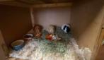2 zeugjes en een gecastreerde beer zoeken fijn thuis, Cavia, December, Meerdere dieren, Tam