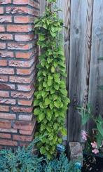 Klimplant klim hortensia hydrangea anomala witte pluimen, Ophalen, Hortensia, Struik, 100 tot 250 cm