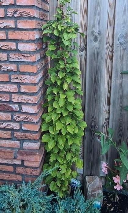 Klimplant klim hortensia hydrangea anomala witte pluimen, Tuin en Terras, Planten | Struiken en Hagen, Struik, Hortensia, 100 tot 250 cm