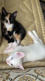 Turksea Van X europees korthaar kittens, Dieren en Toebehoren, Katten en Kittens | Overige Katten, Meerdere dieren