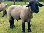 Te koop stamboek Suffolk schapen, Dieren en Toebehoren, Schapen, Geiten en Varkens, Meerdere dieren, Schaap