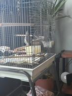Te koop hand tamme valkparkieten, Dieren en Toebehoren, Meerdere dieren, Papegaai