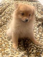 Te koop: 3 prachtige Dwergkees puppy’s (vrouwtjes), Dieren en Toebehoren, Honden | Poolhonden, Keeshonden en Oertypen, Keeshond