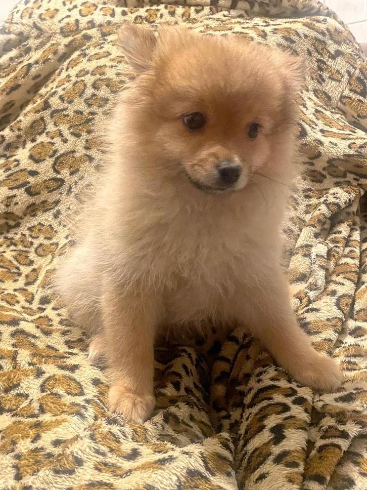 Te koop: 1 prachtige Dwergkees puppy (vrouwtjes), Dieren en Toebehoren, Honden | Poolhonden, Keeshonden en Oertypen, Meerdere dieren