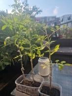 Tomaten in pot, Overige soorten, Minder dan 100 cm, Zomer, Ophalen