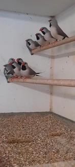 Te koop spitstaart ammadines, Dieren en Toebehoren, Meerdere dieren, Tropenvogel, Geringd