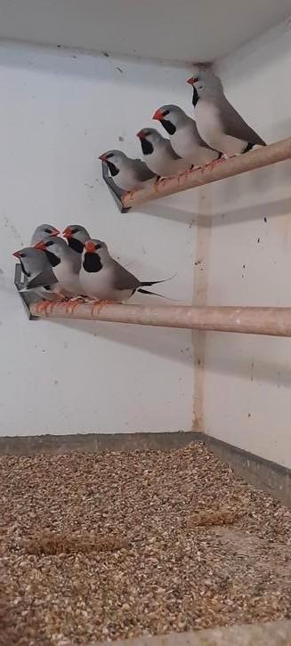 Te koop spitstaart ammadines beschikbaar voor biedingen