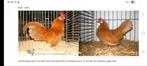 Gezocht broedeieren hollandse kriel buff, Geslacht onbekend, Kip