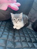 Britse korthaar x Cypers kittens te koop, Dieren en Toebehoren, Katten en Kittens | Raskatten | Langhaar, Meerdere dieren, Ontwormd