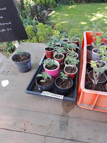 Tomatenplantjes te koop beschikbaar voor biedingen