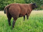 Beste zwarte/dassenkop ram, Dieren en Toebehoren, Mannelijk, Schaap