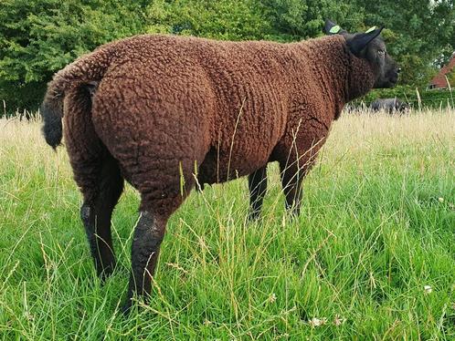 Beste zwarte/dassenkop ram, Dieren en Toebehoren, Schapen, Geiten en Varkens, Schaap, Mannelijk