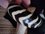 Afrikaanse armband, Ophalen of Verzenden, Nieuw