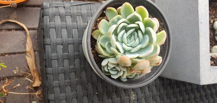 Vetplant met jonge rozetjes eraan vast.. sterk, voor binnen!, Huis en Inrichting, Kamerplanten, Overige soorten, Minder dan 100 cm
