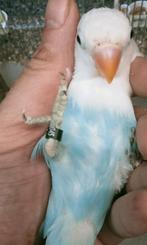 Prachtige piep jonge agapornis fisheri opaline turquoise, Dieren en Toebehoren, Vogels | Parkieten en Papegaaien, Meerdere dieren