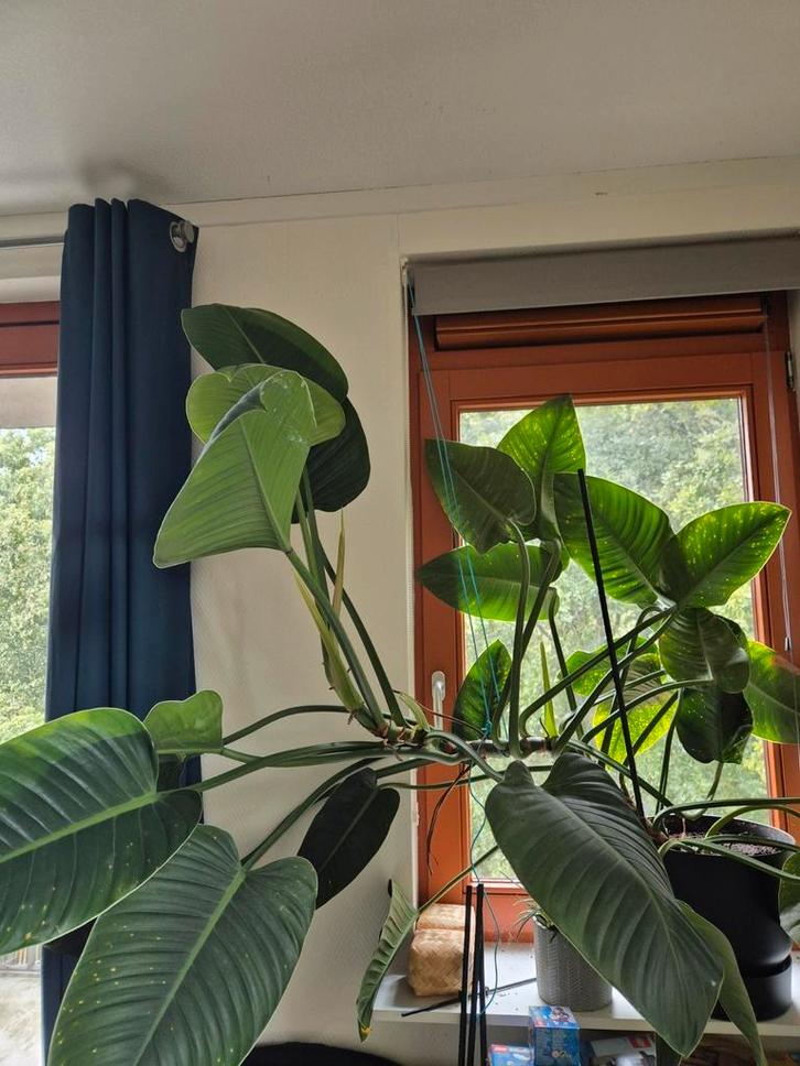 Mooie kamerplant, groot, groen, groeit goed!, Huis en Inrichting, Kamerplanten, Overige soorten, 150 tot 200 cm, Groene kamerplant