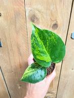 Monstera deliciosa variegata plant aurea yellow lemon mint, Huis en Inrichting, Kamerplanten, Ophalen of Verzenden, Halfschaduw