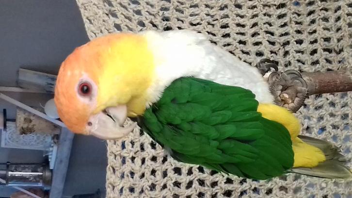 1 tam roestkop mannetje van 6 jaar voor € 370, Dieren en Toebehoren, Vogels | Parkieten en Papegaaien, Papegaai, Mannelijk, Tam