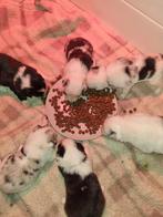 Bordercollie pups nog 3 teven en 2 reuen merle en z/w, Parvo, 8 tot 15 weken, Collie, Meerdere