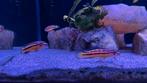 Julidochromis Regani Kipili te koop Tanganyika, Dieren en Toebehoren, Vissen | Aquariumvissen, Vis