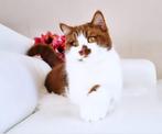 Cinnamon  poesje, Dieren en Toebehoren, Katten en Kittens | Raskatten | Korthaar, Poes, Gechipt, 3 tot 5 jaar