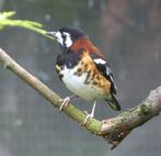 Kastanjerug Lijsters, Dieren en Toebehoren, Meerdere dieren, Tropenvogel, Geringd