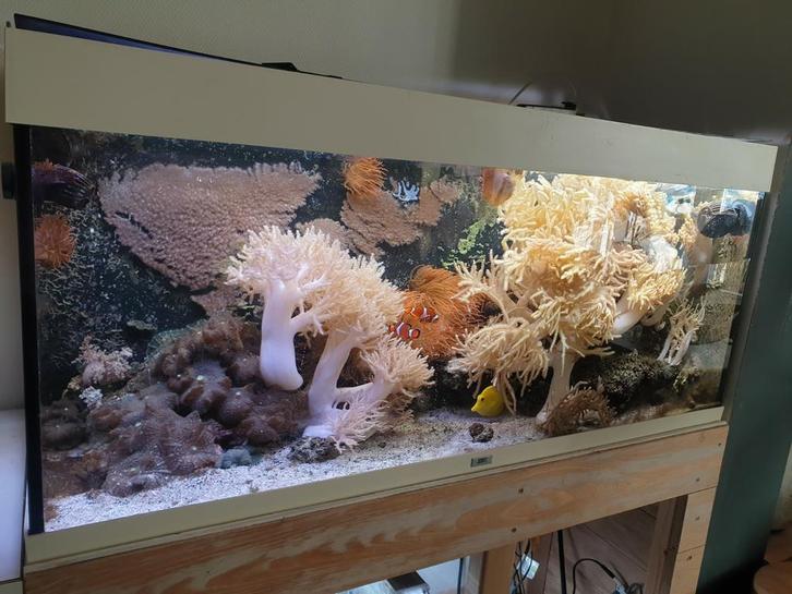 Compleet zoutwater aquarium met toebehoren, Dieren en Toebehoren, Vissen | Aquaria en Toebehoren, Gebruikt, Gevuld zeewateraquarium