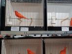 Kanaries, Dieren en Toebehoren, Vogels | Kanaries, Meerdere dieren, Kleurkanarie