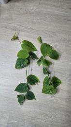 Monstera dubia 2 stekken, Ophalen of Verzenden, Overige soorten, Minder dan 100 cm