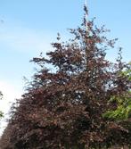 mooie rode beuken bomen Fagus sylvatica Atropunicea, Bloeit niet, Overige soorten, 250 tot 400 cm, Ophalen
