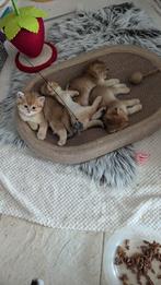 Britse korthaar Black Golden shaded, Dieren en Toebehoren, Katten en Kittens | Raskatten | Korthaar, Gechipt