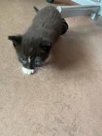 Lieve kitten, Dieren en Toebehoren, Poes, Kortharig, 0 tot 2 jaar