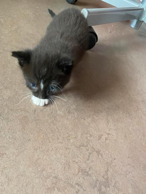Lieve kitten, Dieren en Toebehoren, Katten en Kittens | Overige Katten, Kortharig, Poes, 0 tot 2 jaar