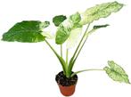 Alocasia Gageana Variegata | Potmaat 17, 100 tot 150 cm, Overige soorten, In pot, Groene kamerplant