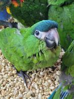 Jonge ara nobilissen, Dieren en Toebehoren, Vogels | Parkieten en Papegaaien, Geslacht onbekend, Papegaai, Tam