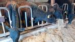 Black angus pinken hoornloos, Dieren en Toebehoren, Runderen, Vrouwelijk